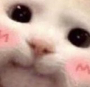 MewChan Coin Logo